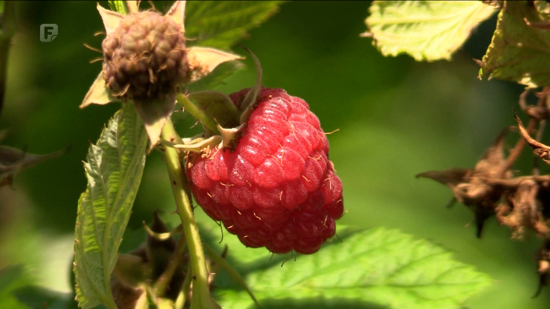 Proizvođači crvenog zlata očekuju otkup po povoljnijim uvjetima